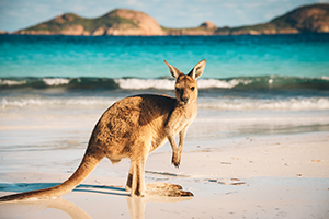 Kangaroo on the beach in Esperance