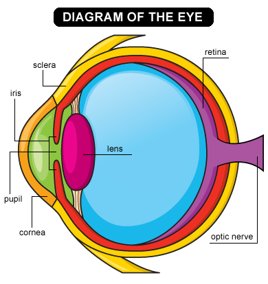 Diagram of the eye